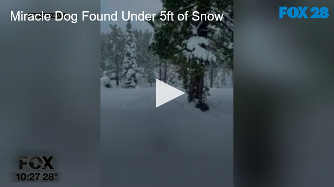 Miracle Dog Found Under 5ft of Snow FOX 28 Spokane