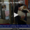 Very Fat Cat Looking for a Home fox28spokane.com-01-19-22