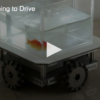 A Fish is Learning to Drive