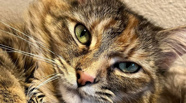 MarkCuilla | FOX 28 Spokane