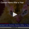 Burned Cat Comes Home After A Year