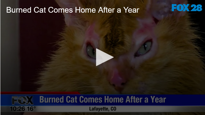 Burned Cat Comes Home After A Year FOX 28 Spokane