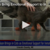 Prison Cats Bring Emotional Support to Inmates FOX 28 Spokane
