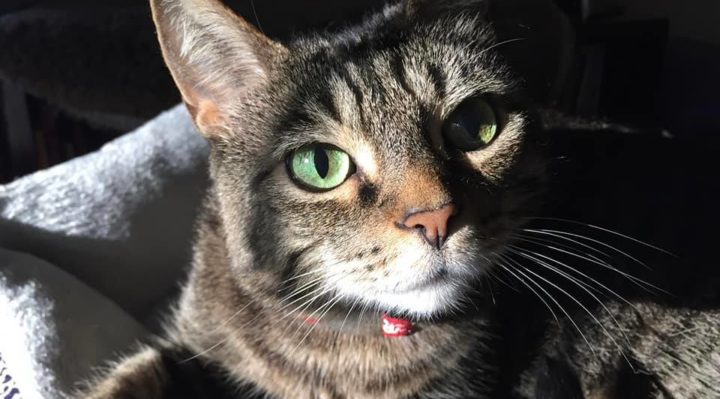 TrishMcMillan | FOX 28 Spokane