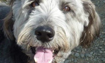 WHEN YOUR PET DIES, DO YOU ADOPT ANOTHER RIGHT AWAY . . . OR WAIT? (PART ONE)