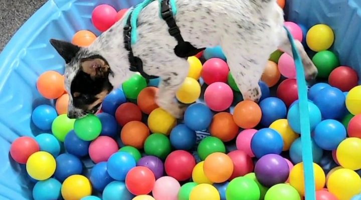 CarolByrnesBallPit | FOX 28 Spokane
