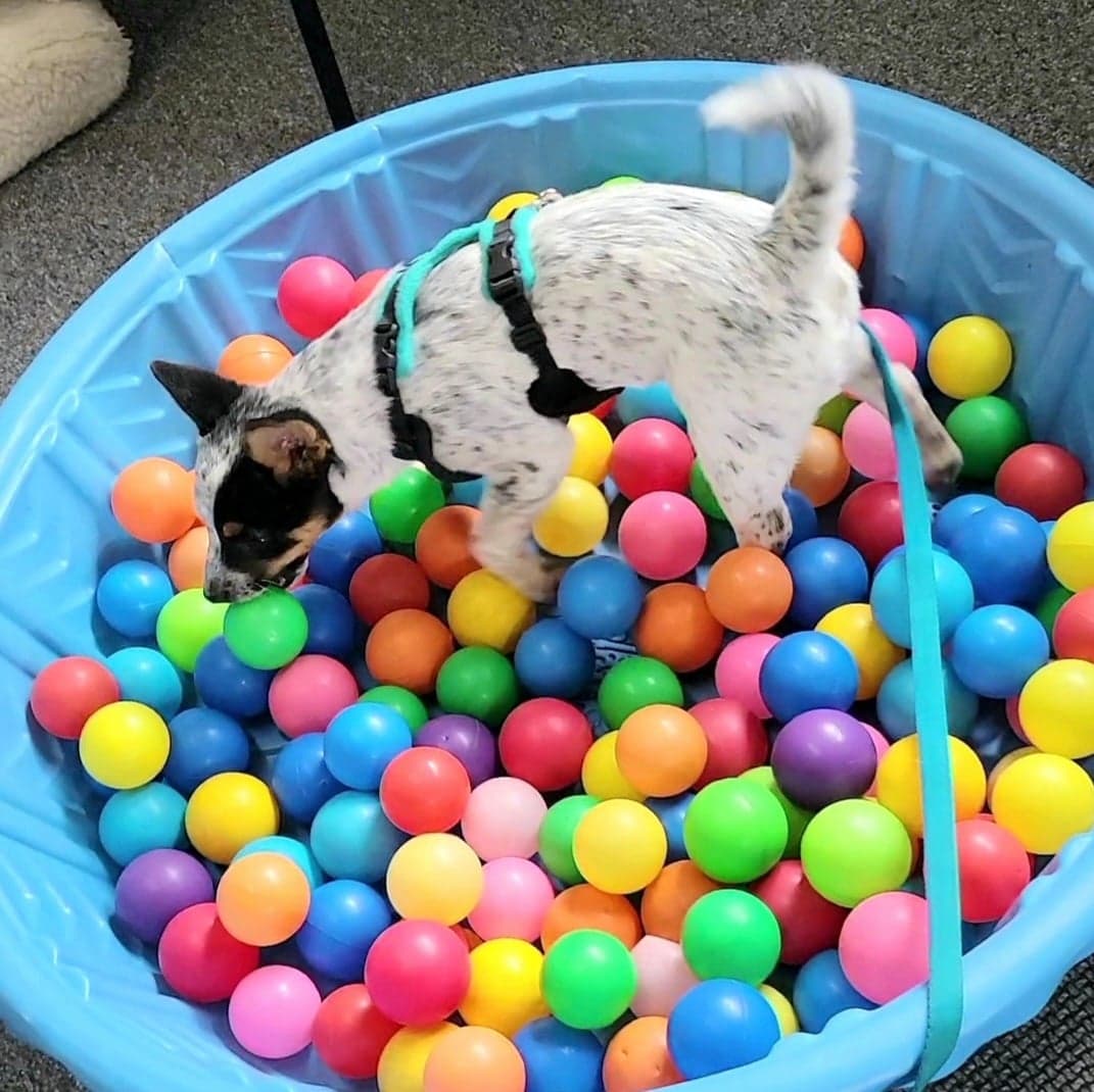 CarolByrnesBallPit | FOX 28 Spokane