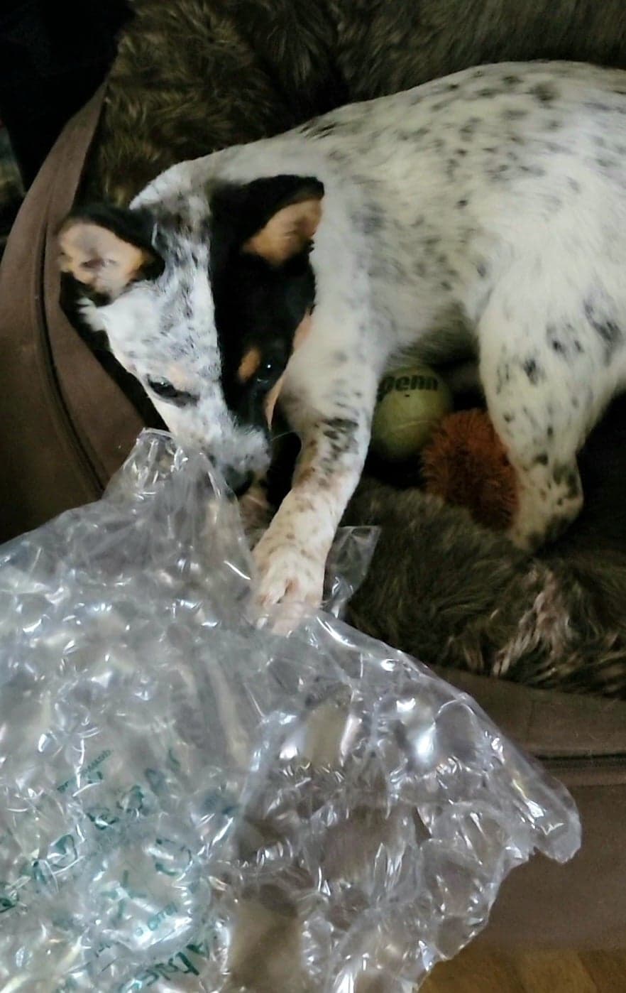 CarolByrnesBubbleWrap | FOX 28 Spokane