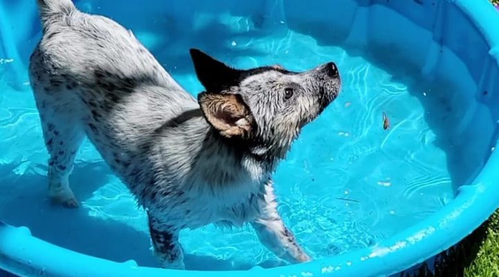 CarolByrnesBabyPool | FOX 28 Spokane