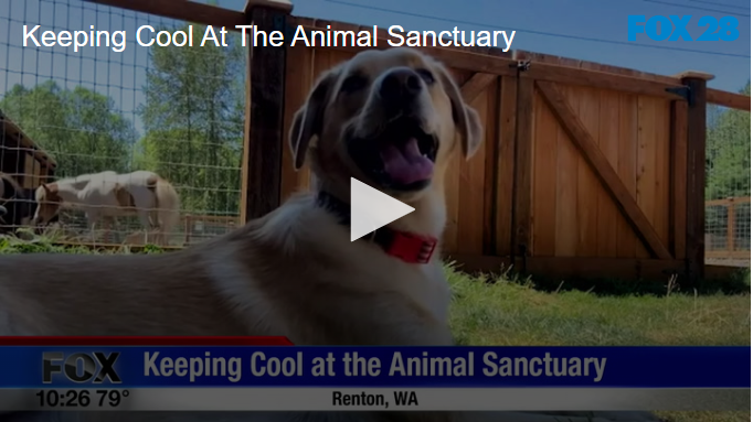 Keeping Cool At The Animal Sanctuary | FOX 28 Spokane
