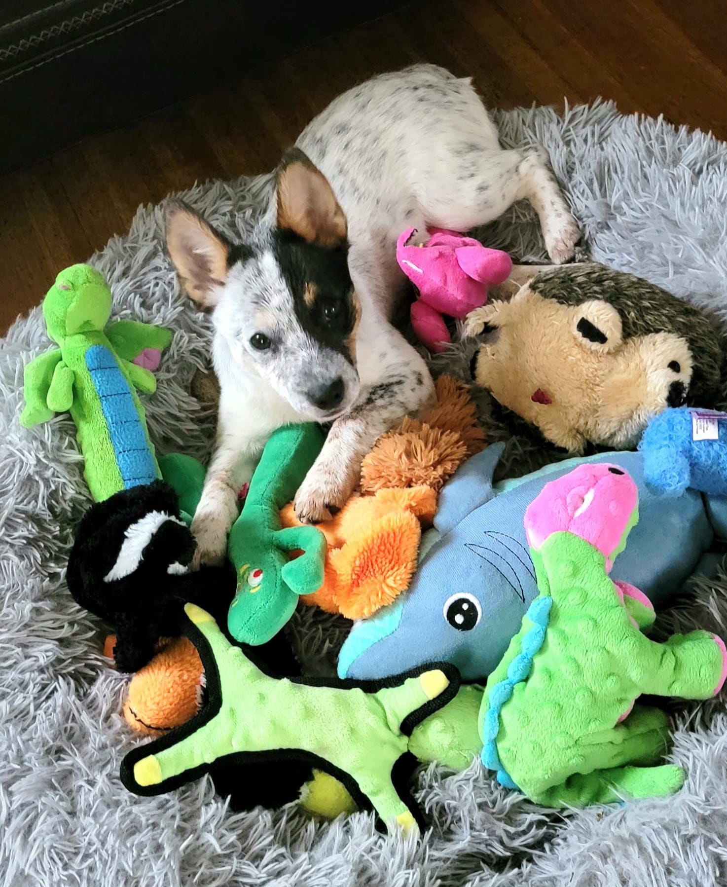 CarolByrnesArbeeW:Toys | FOX 28 Spokane