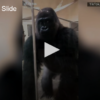 The Gorilla Slide FOX 28 Spokane
