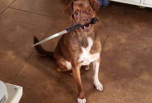 ErinSaywellDogW:Knife | FOX 28 Spokane