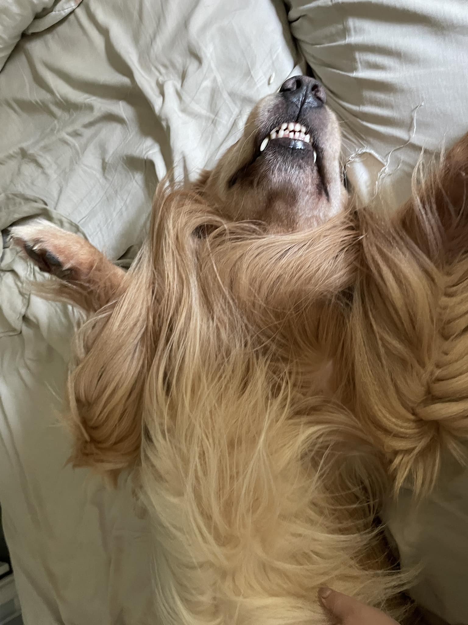 Roverchase | FOX 28 Spokane