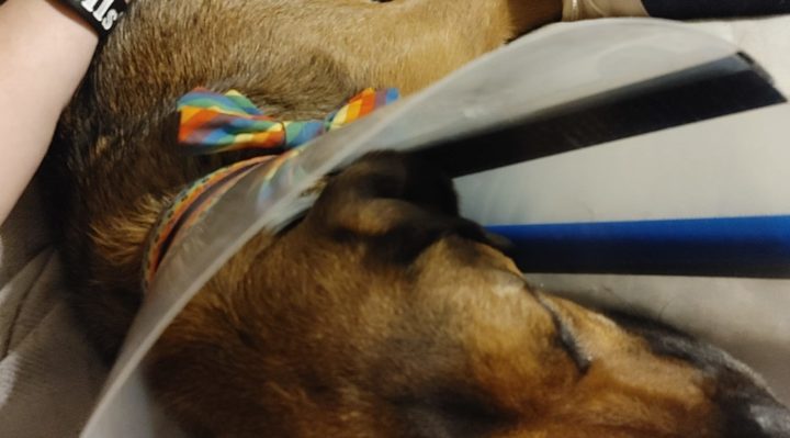 SodonniaWolfrom | FOX 28 Spokane