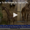 Baby Giraffe To Be Named By Highest Donor
