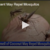 Coconut Scent May Repel Mosquitos