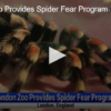 London Zoo Provides Spider Fear Program