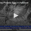 Mama Osprey Protects Eggs in Hailstorm