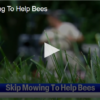 Skip Mowing to Help Bees