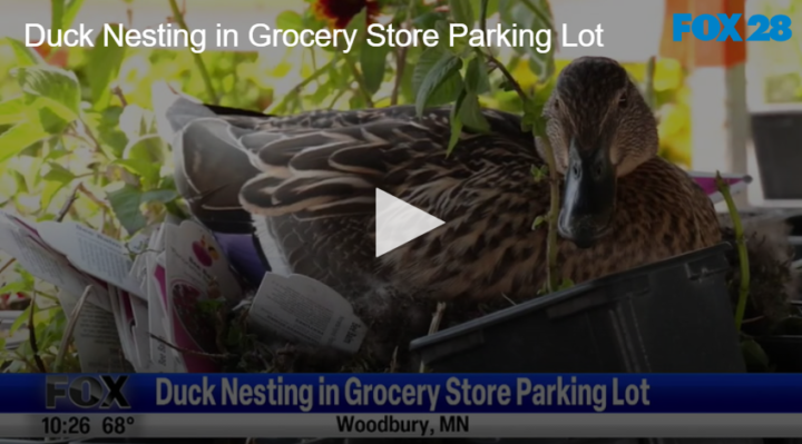 Duck Nesting in Grocery Store Parking Lot | FOX 28 Spokane