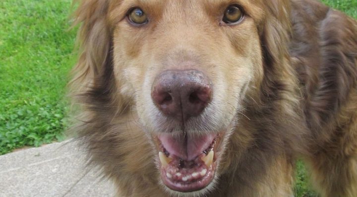 SmudgeOnBackSteps | FOX 28 Spokane