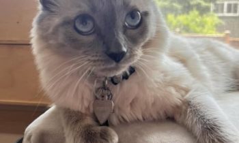 DO YOU TRIM YOUR CAT’S NAILS?