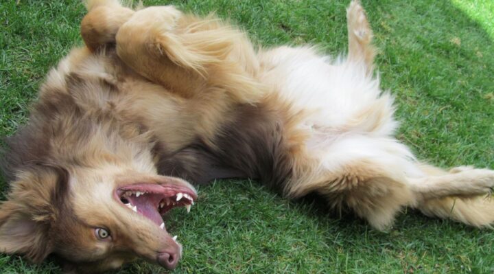 ValHughesSmudgeRolling | FOX 28 Spokane