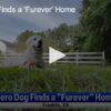 Hero Dog Finds a ‘Furever’ Home