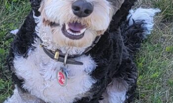 DO YOU HAVE PET HEALTH INSURANCE?