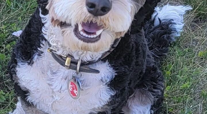 ShellyKeelPetInsurance | FOX 28 Spokane