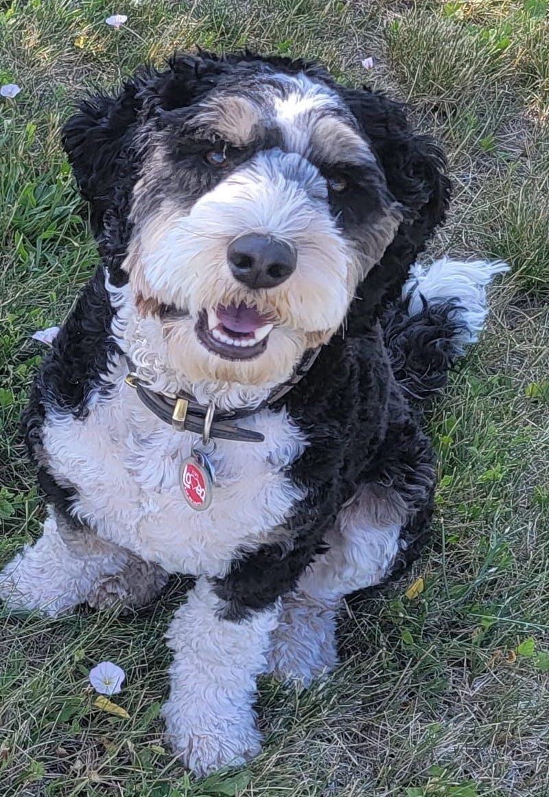 ShellyKeelPetInsurance | FOX 28 Spokane