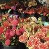 Want fresh flowers? Head over to the 2nd annual Spokane Dahlia Festival this Saturday!