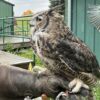 West Valley Outdoor learning center searching for lost Great Horned Owl
