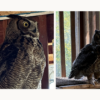 Great Horned Owl from West Valley Outdoor learning center still on the loose