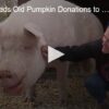 Rescue Feeds Old Pumpkin Donations to Pigs