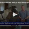 Service Miniature Horse Helps Heal Veteran