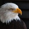 Washington man pleads not guilty to conspiring to kill bald and golden eagles, 3,600 birds killed