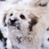 Here is how to keep your pets safes as extremely cold temperatures reach the Inland Northwest