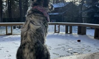 HOW DID YOU AND YOUR PETS DEAL WITH THE ARCTIC BLAST?