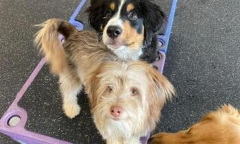 CHOOSING THE BEST PUPPY CLASS