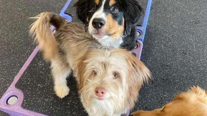 SarahRichardsonThreePups | FOX 28 Spokane