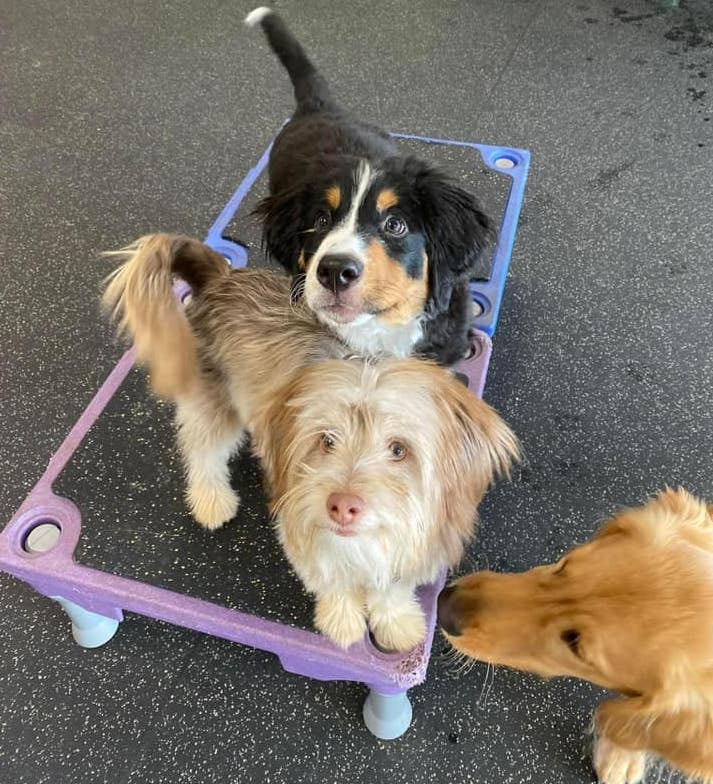 SarahRichardsonThreePups | FOX 28 Spokane