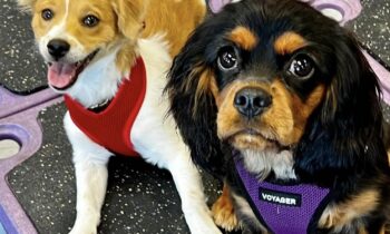 PUPPY CLASS—THE MOST IMPORTANT CLASS IN THE LIFE OF ANY DOG