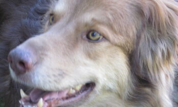 CANINE COGNITIVE DYSFUNCTION—ADJUSTING TO THE ARCTIC BLAST