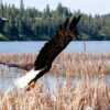 WDFW recommends bald eagle, peregrine falcon remain recovered, public feedback requested