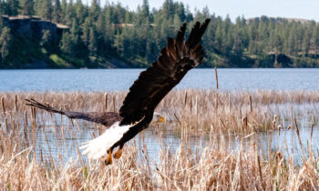 WDFW recommends bald eagle, peregrine falcon remain recovered, public feedback requested