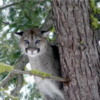 Cougar attacks cyclists, injuring one person