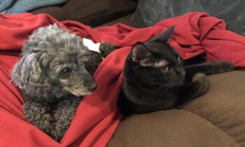 INTRODUCING A PUPPY TO A CAT OR CATS