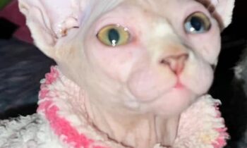 WHAT DO YOU FEED YOUR CAT?